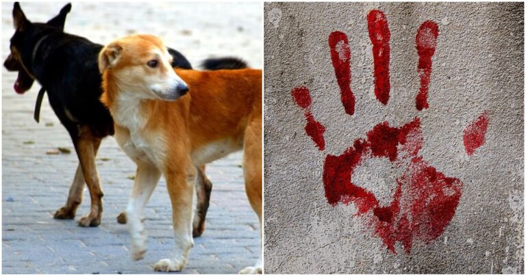 Bengal: Mohd Mustakim And Mohd Arif Beat Animal Lover To Death After He Objects To Them Pelting Stones At Dogs